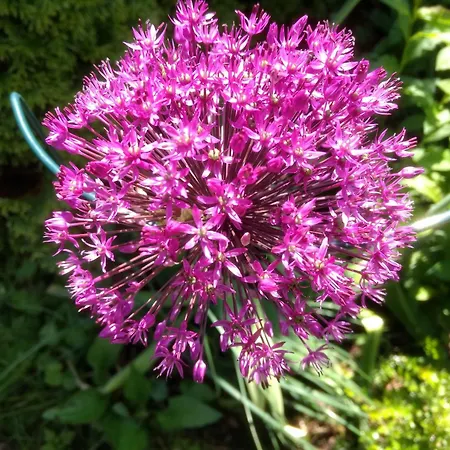 Haus Alpenblick * Obertraun