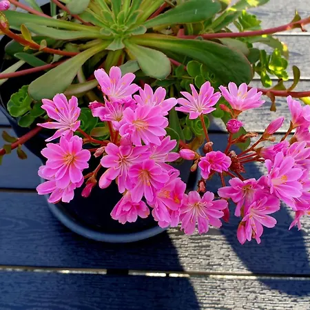 Haus Alpenblick Obertraun