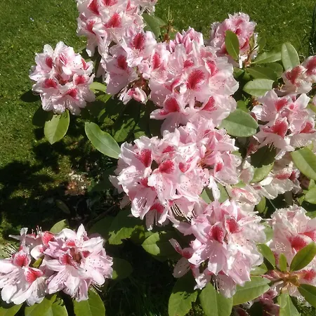 Haus Alpenblick Apartmán