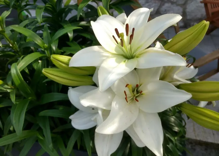 Haus Alpenblick Διαμέρισμα Όμπερτραουν