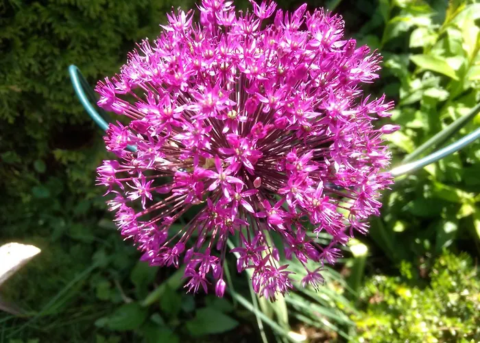 Haus Alpenblick * Όμπερτραουν