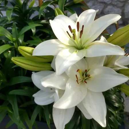 Haus Alpenblick Lejlighed Obertraun